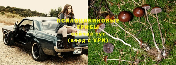 шишки Аркадак